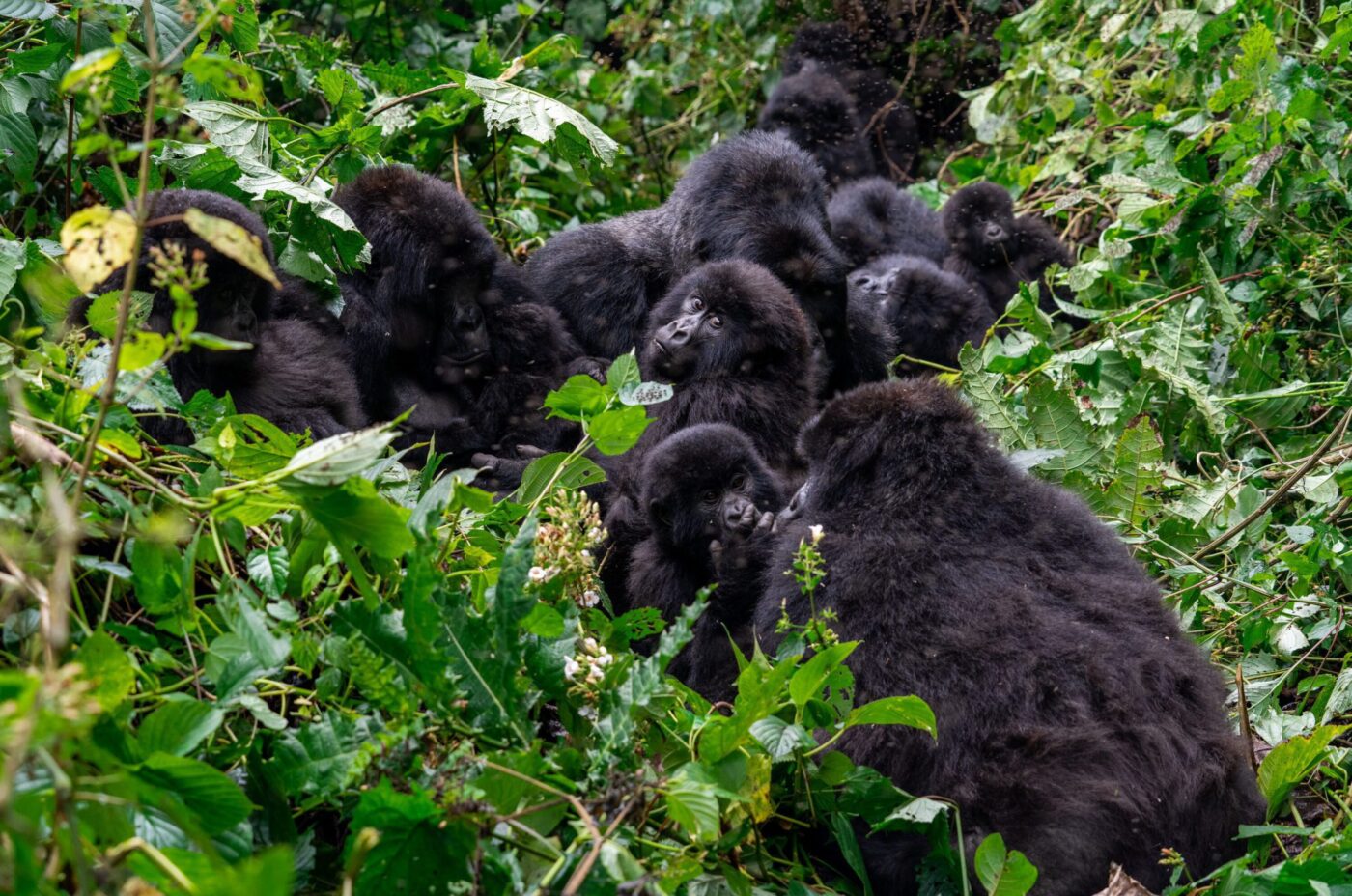 Matt-Reichel-DRC-Virunga-scaled