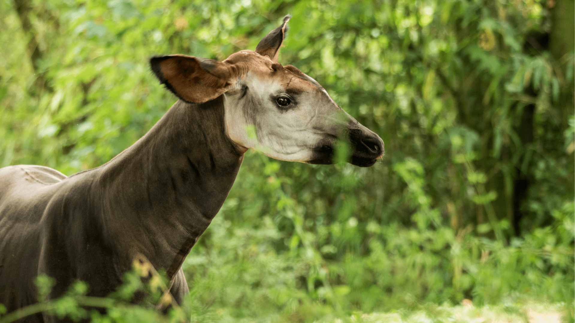 Interesting Facts About Okapis Virunga National Park Interesting Facts About Okapis Virunga National Park