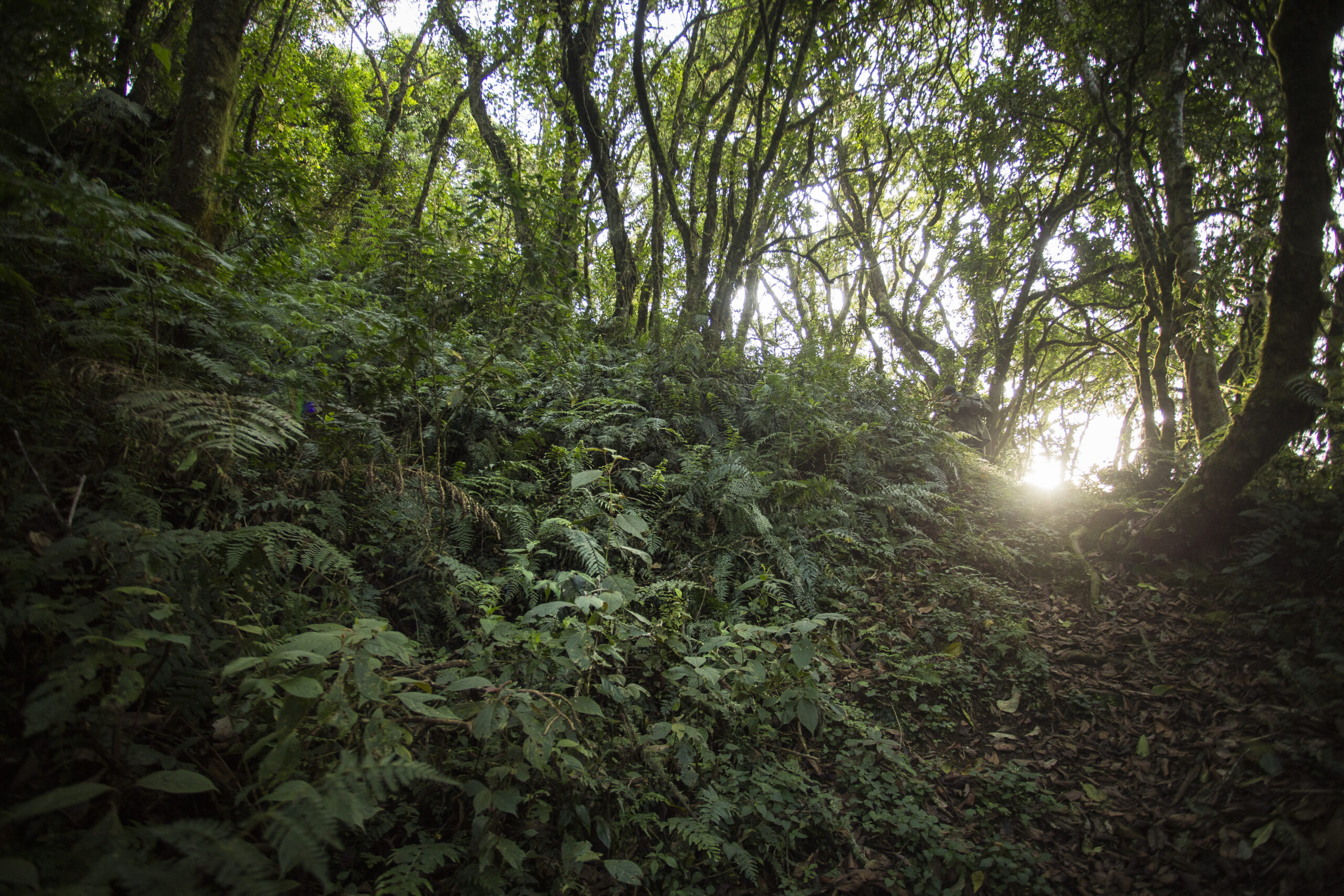 Virunga Rainforest by Joseph King