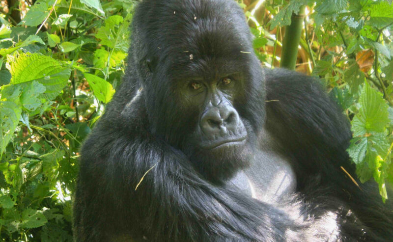 Silverback Bukima