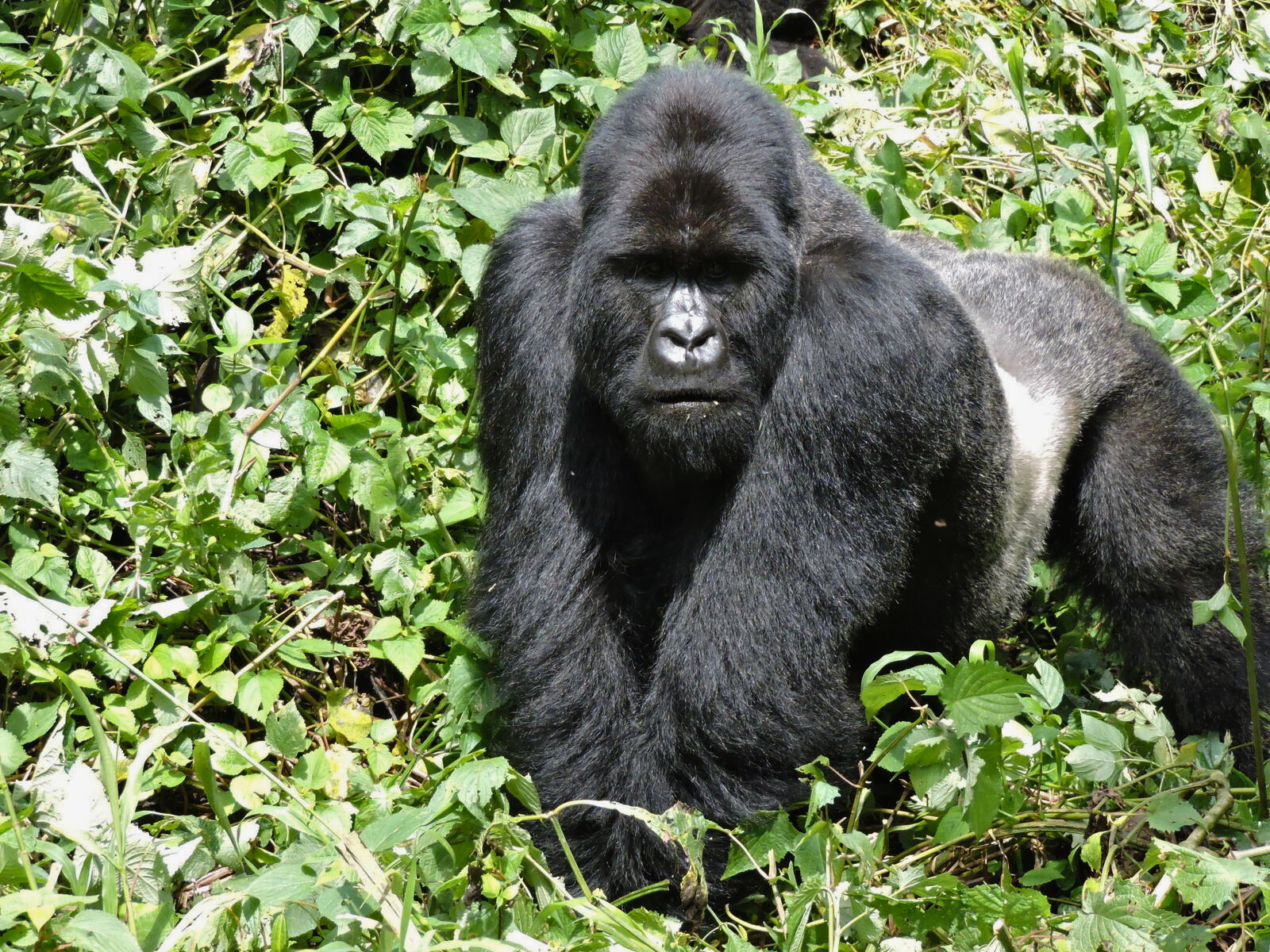 Silverback Bukima-2