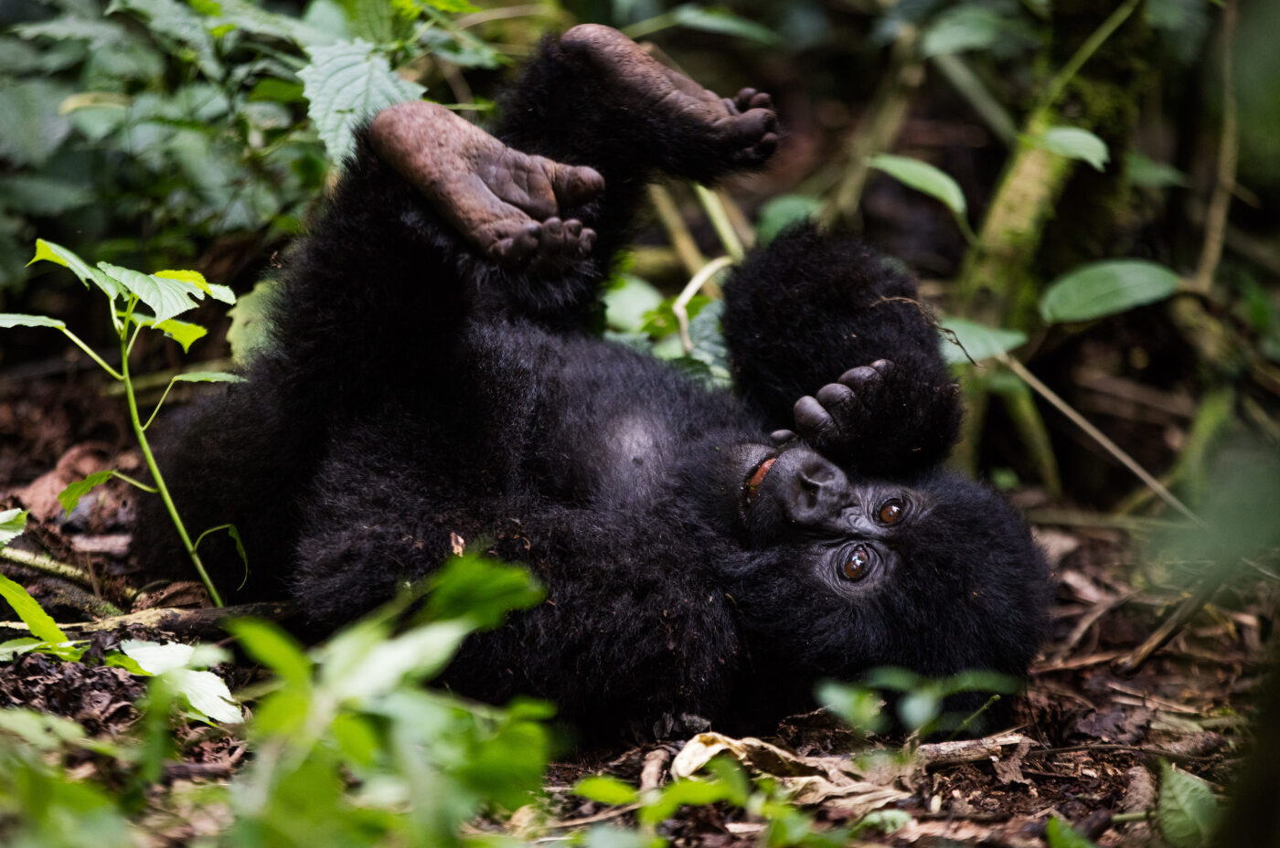 Adam Kiefer image baby gorilla