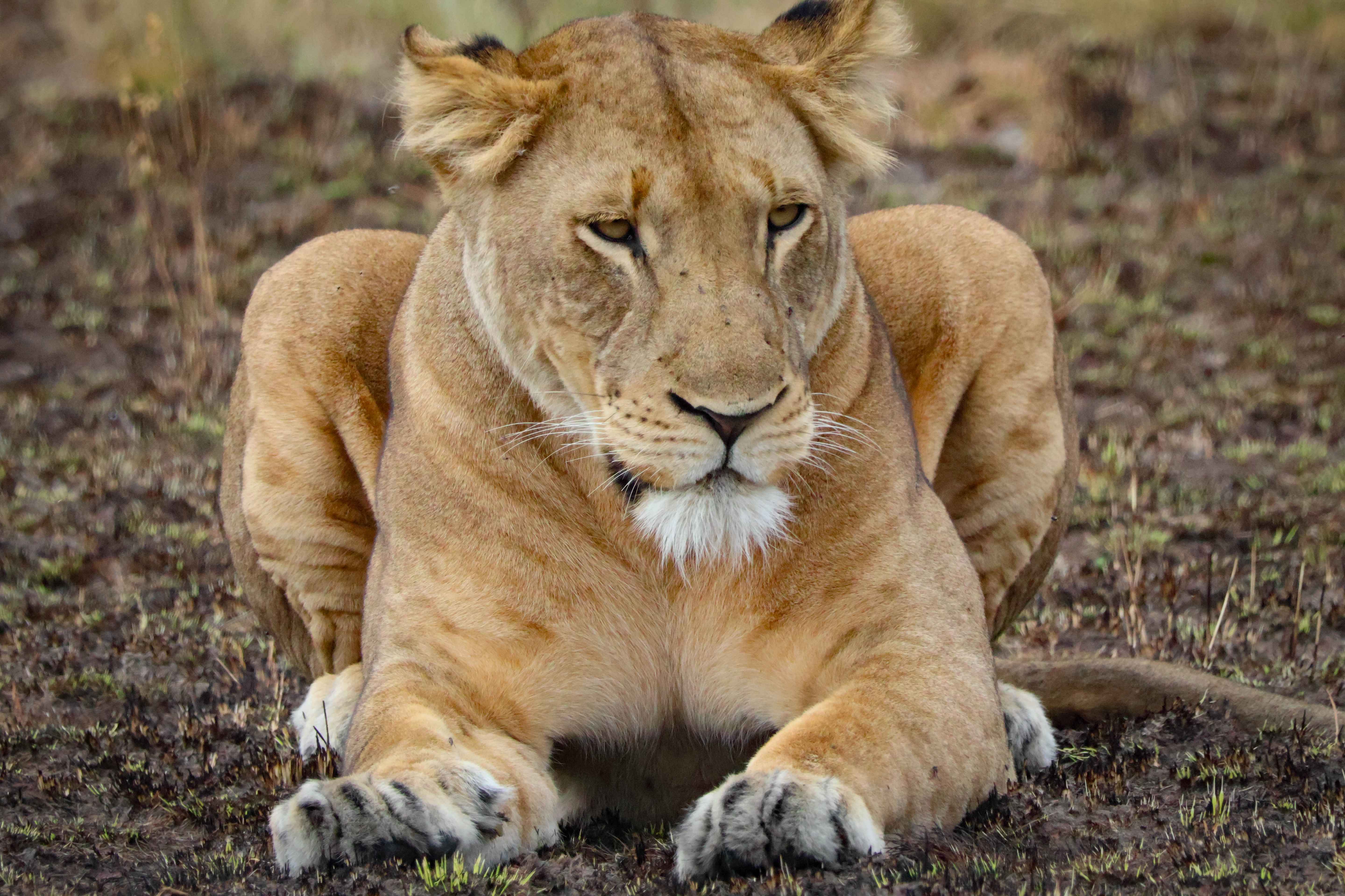 African Lion (2) by Katya Emmanuel