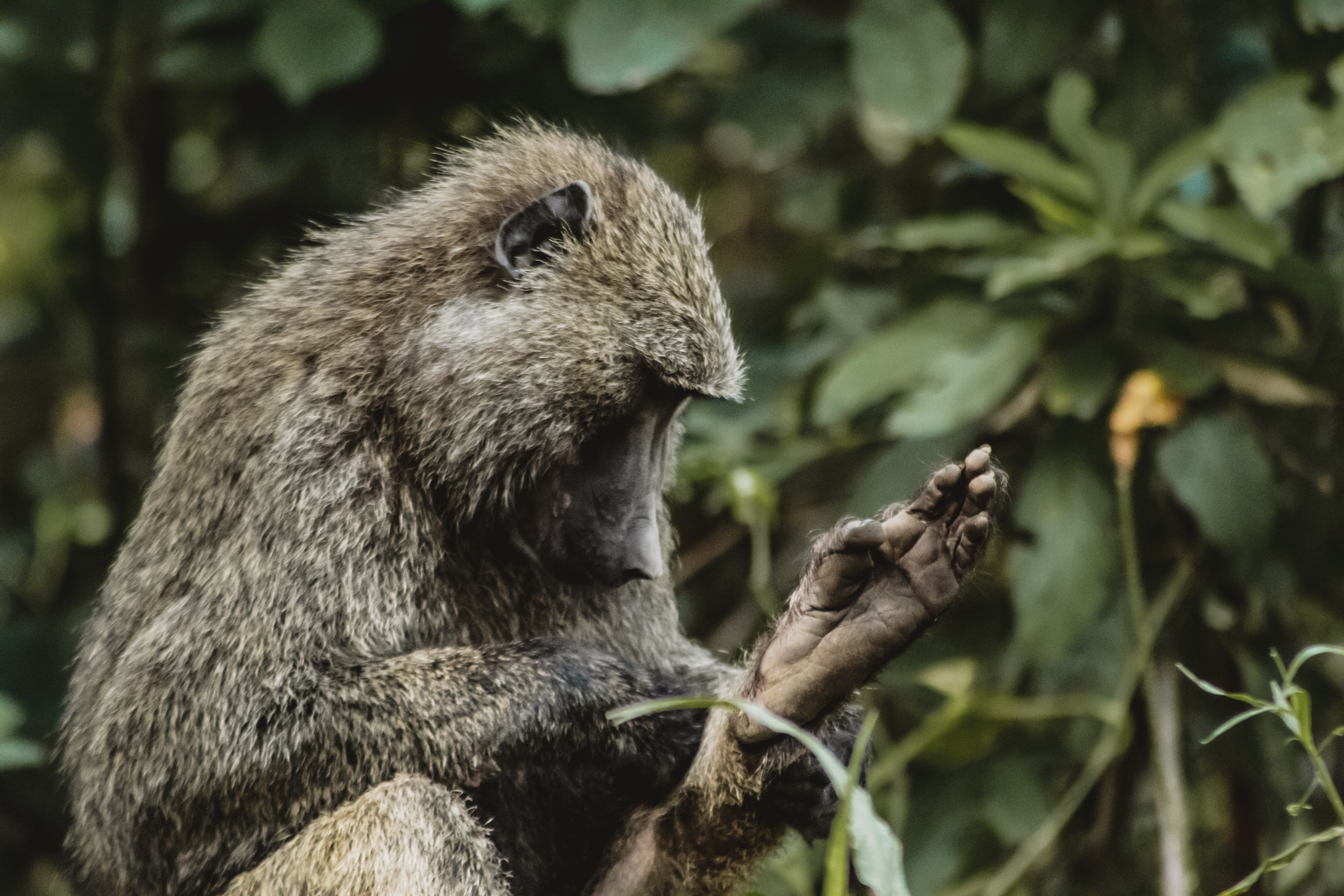 Picture of baboon grooming foot