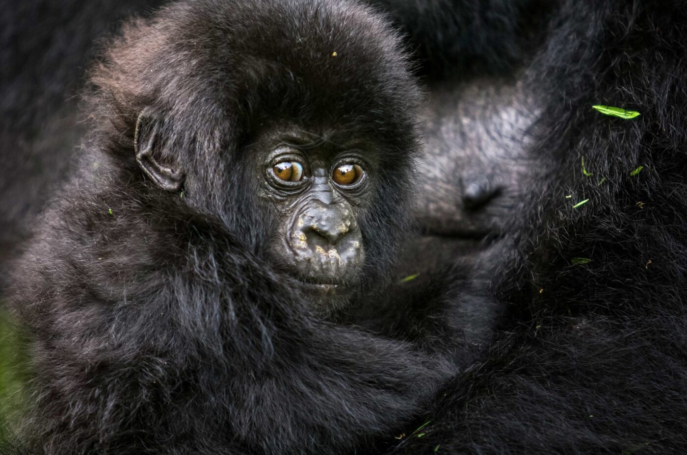 Baby Gorilla by Brent Stirton