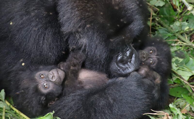 Les jumeaux de la famille Bageni ont atteint six mois de vie : une première historique au Parc National des Virunga