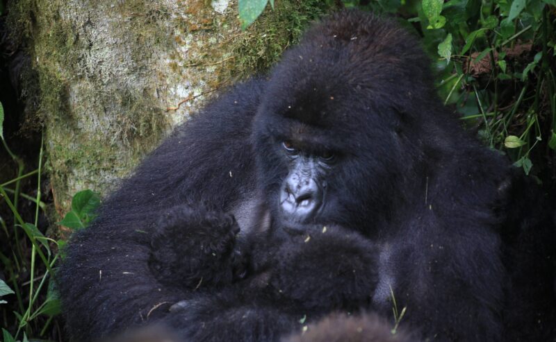 Rare second mountain gorilla twin birth recorded in 3 months in Virunga National Park