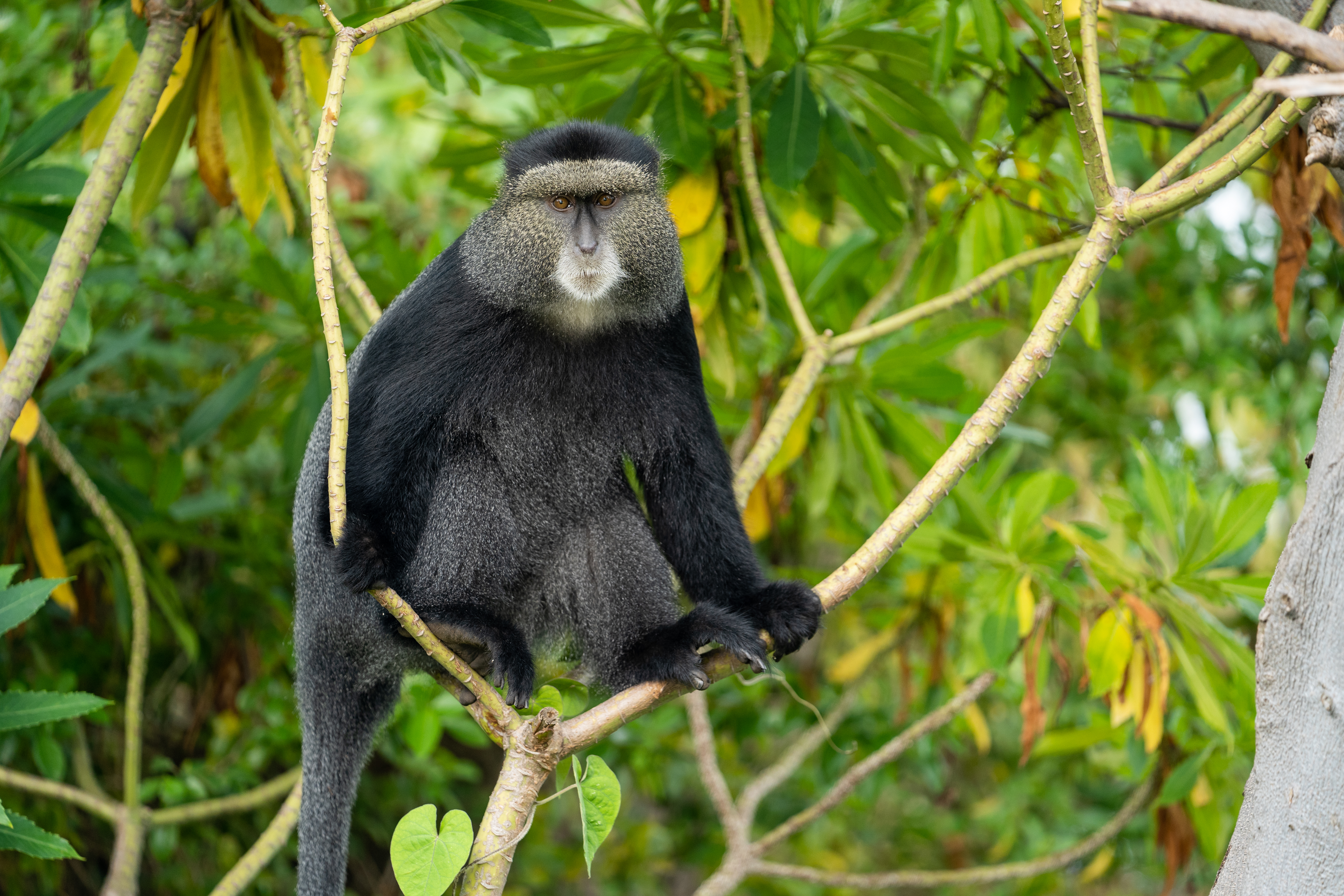 Matt Reichel image Blue Monkey full body