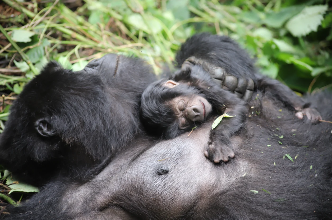 Bonane and her Newborn 2026 in virunga national park