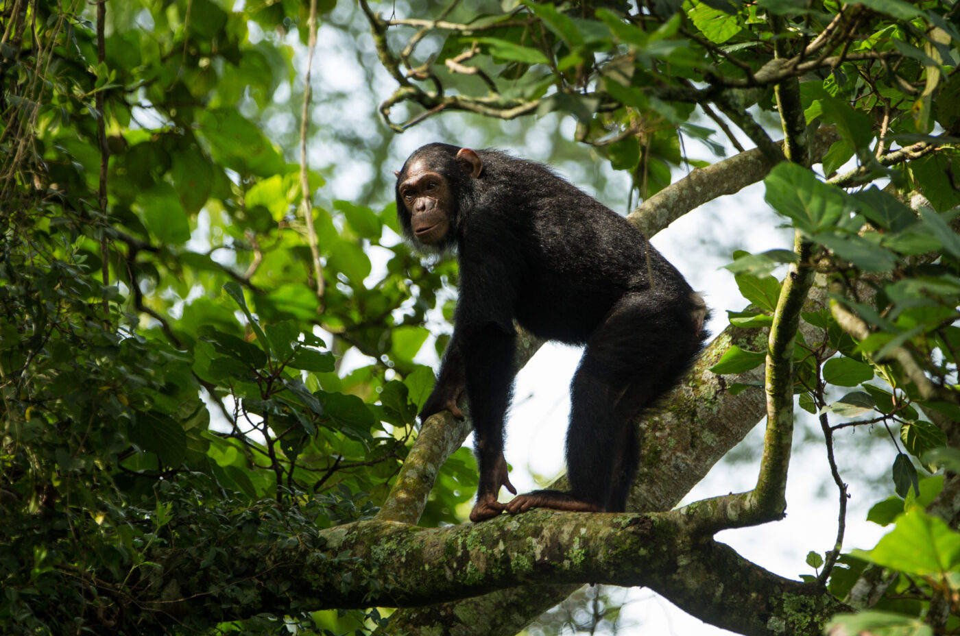 Chimpanzees of Mikeno Lodge in Virunga National Park, DRC.