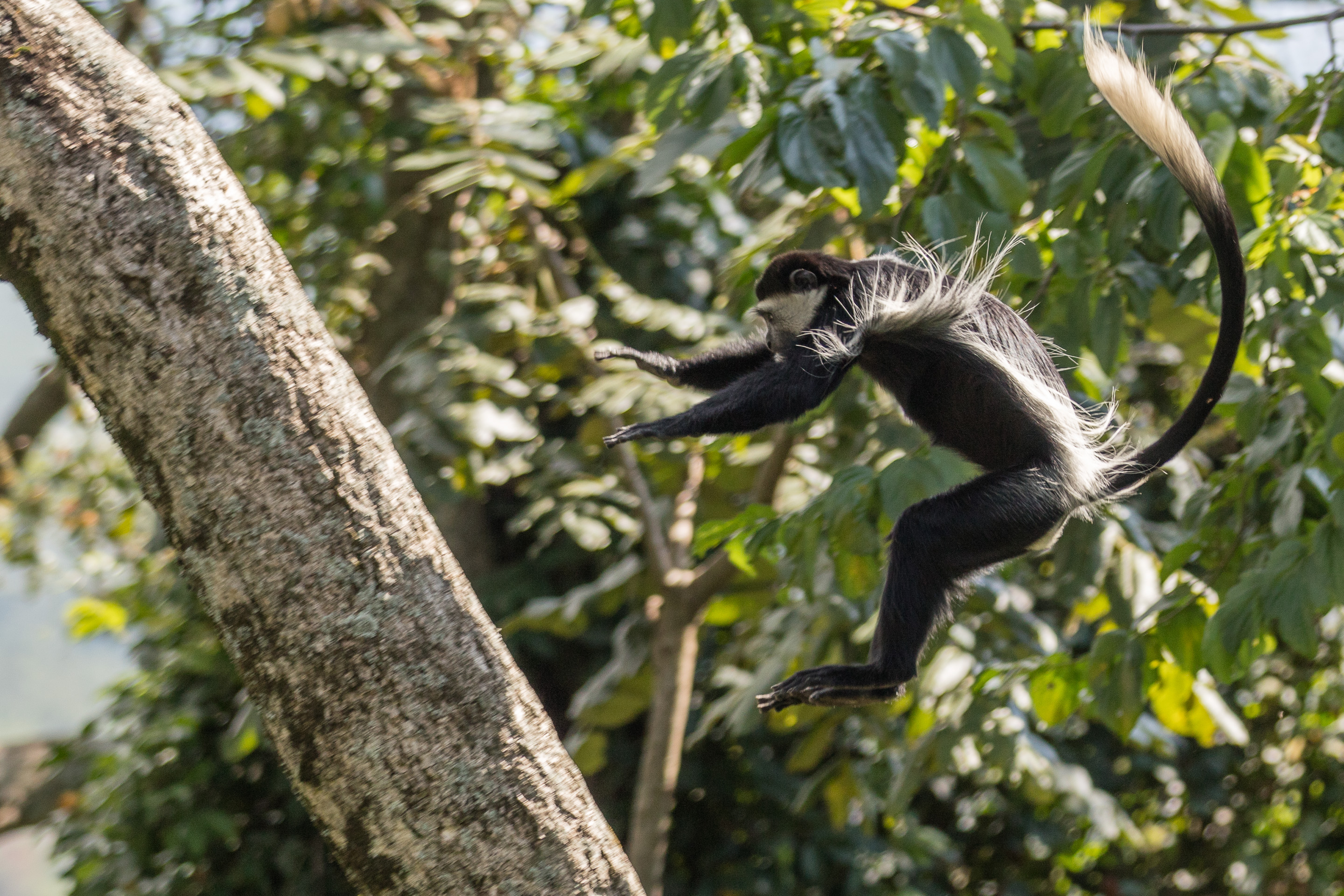 Adam Keifer image Colobus monkey jumping
