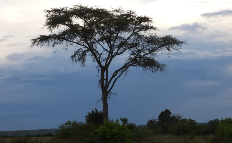 Les acacias du Virunga : zoom sur l&rsquo;Acacia sieberiana