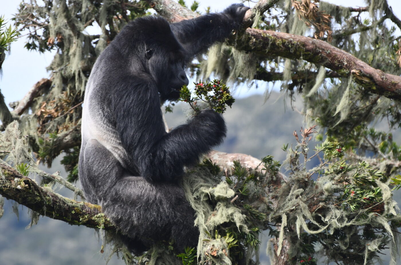 Eastern Lowland Gorilla (Kastavara)