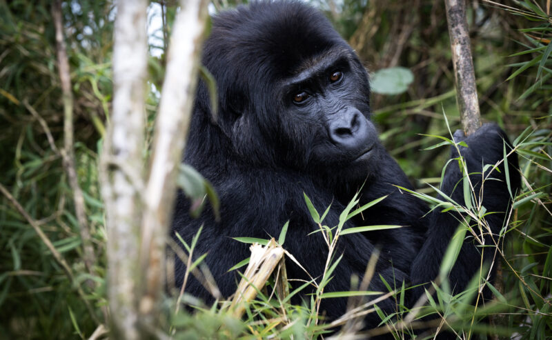 Une première pour la conservation: des gorilles sauvés et réintroduits dans l’est du Congo