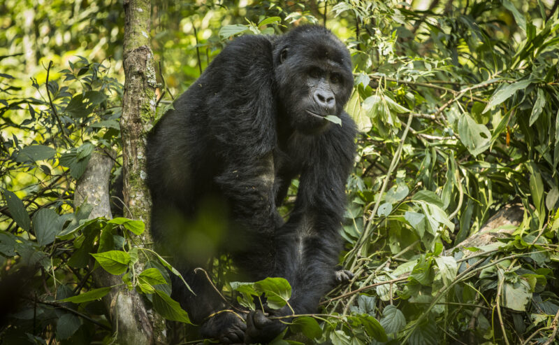 Eastern Lowland Gorilla by Joseph King