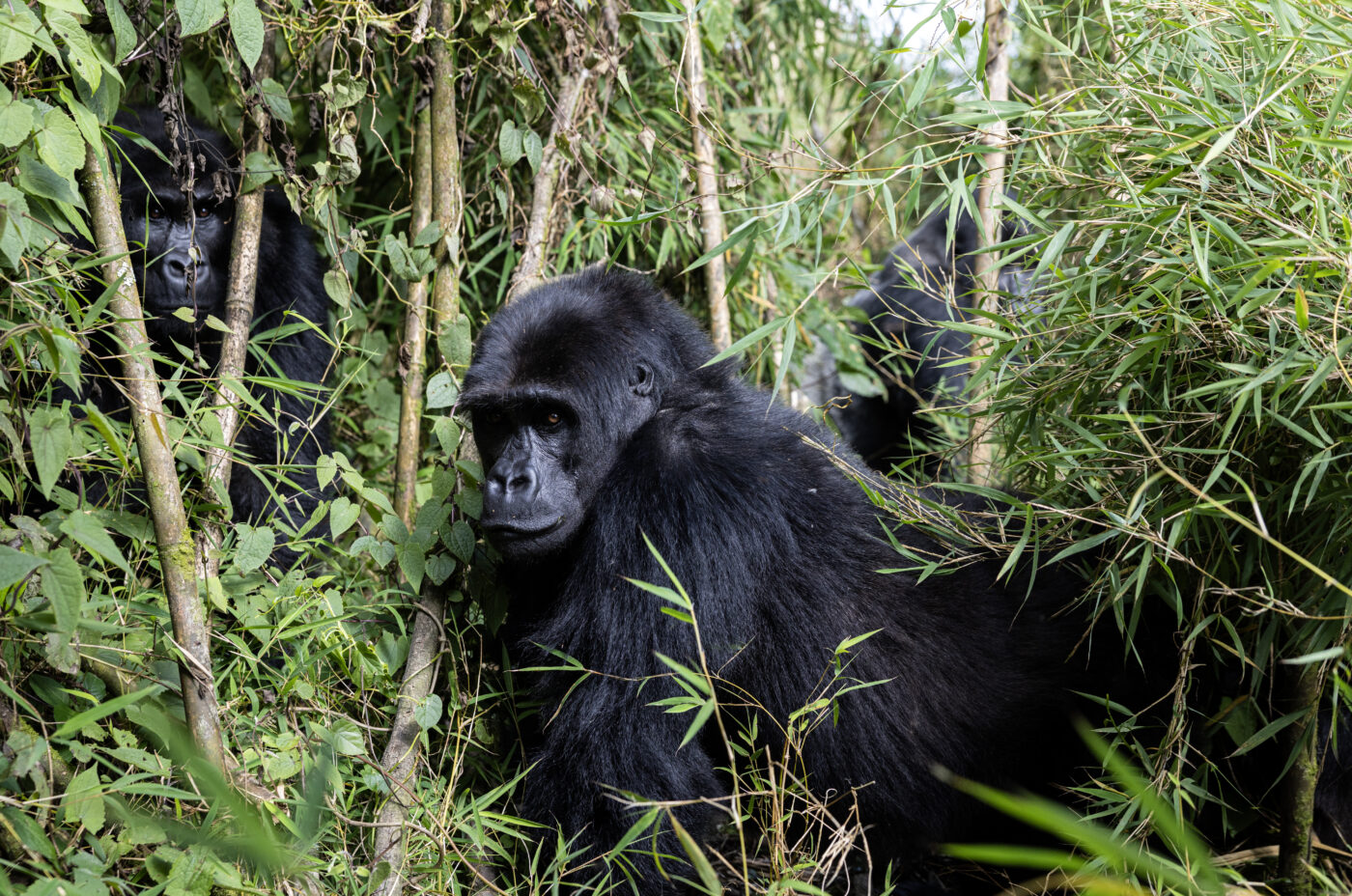 Eastern Lowland Gorillas – Female Ndjingala by Brent Stirton