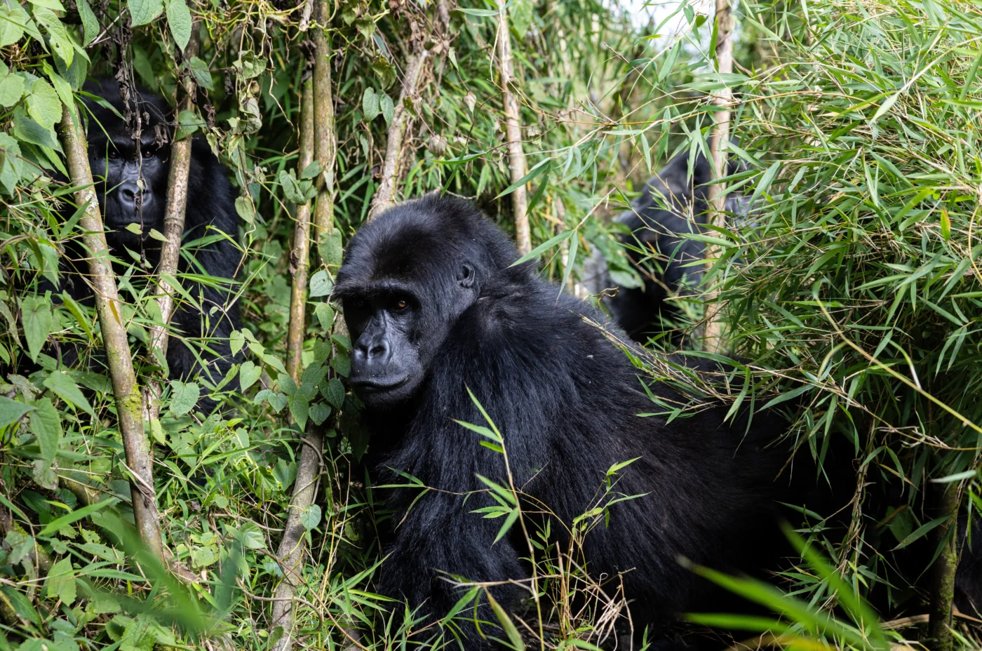 Eastern-Lowland-Gorillas-Female-Ndjingala-by-Brent-Stirton