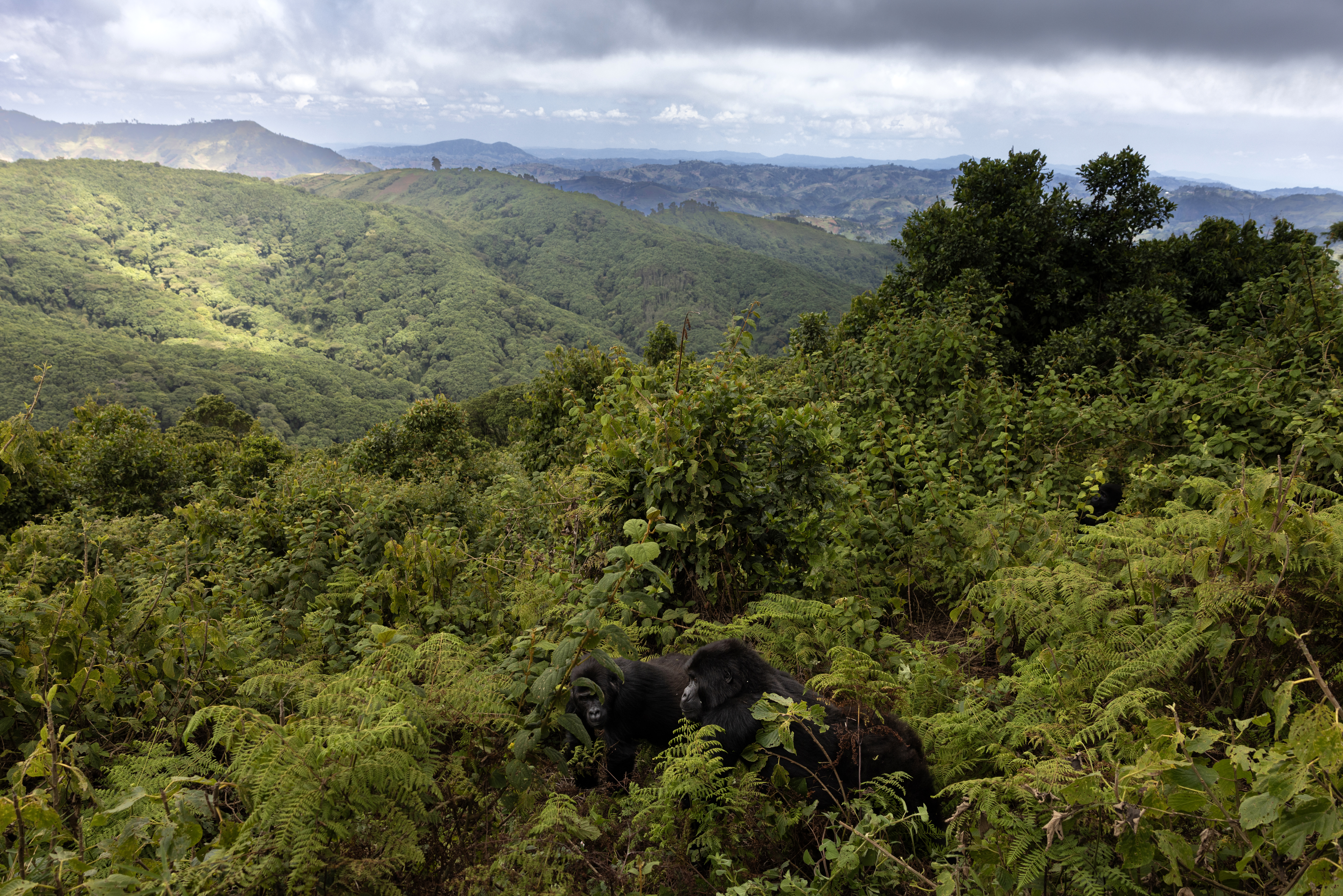 Eastern Lowland Gorillas in Tshiaberimu by Brent Stirton