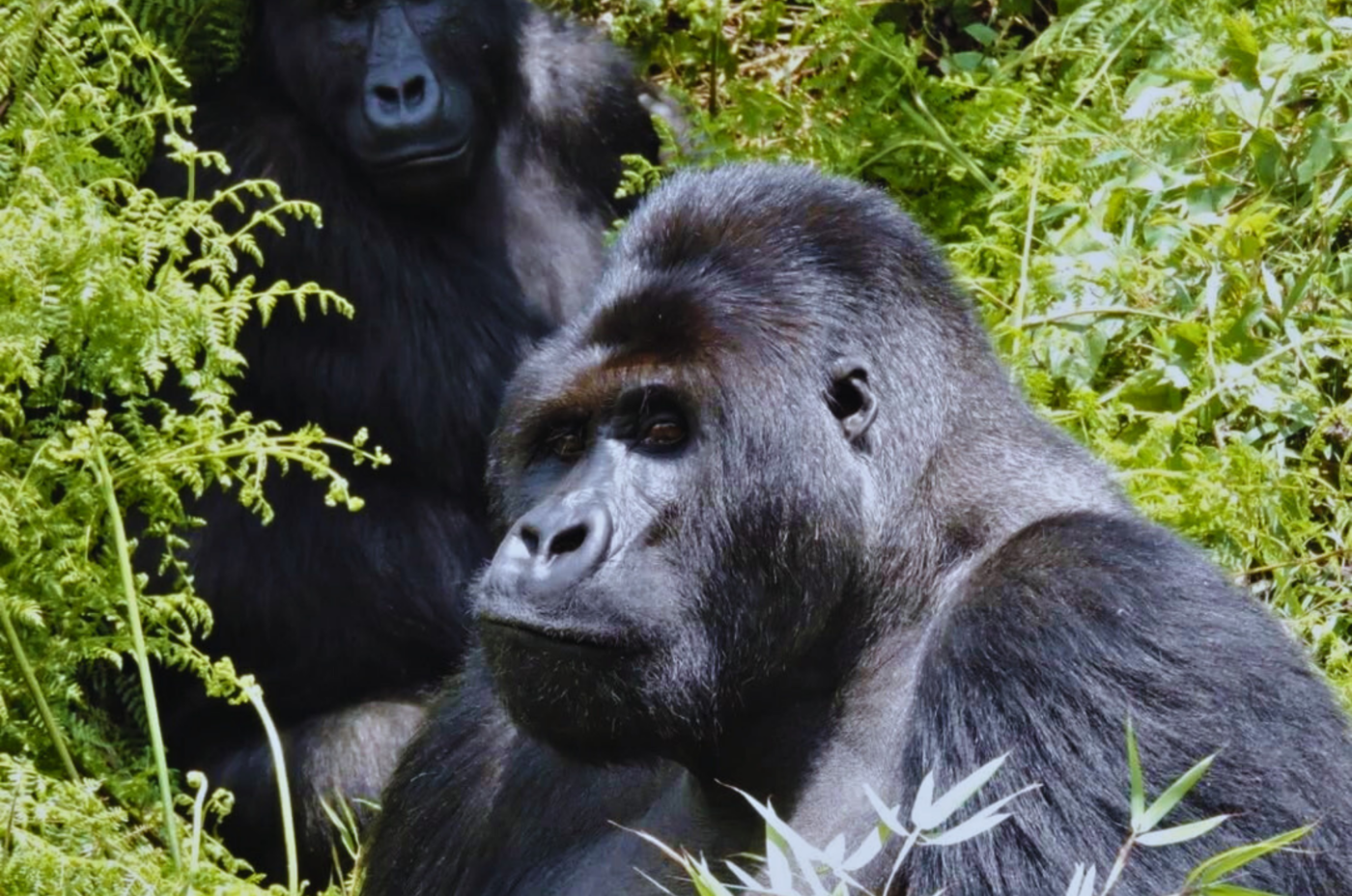 Eastern Lowland Gorillas in the wild