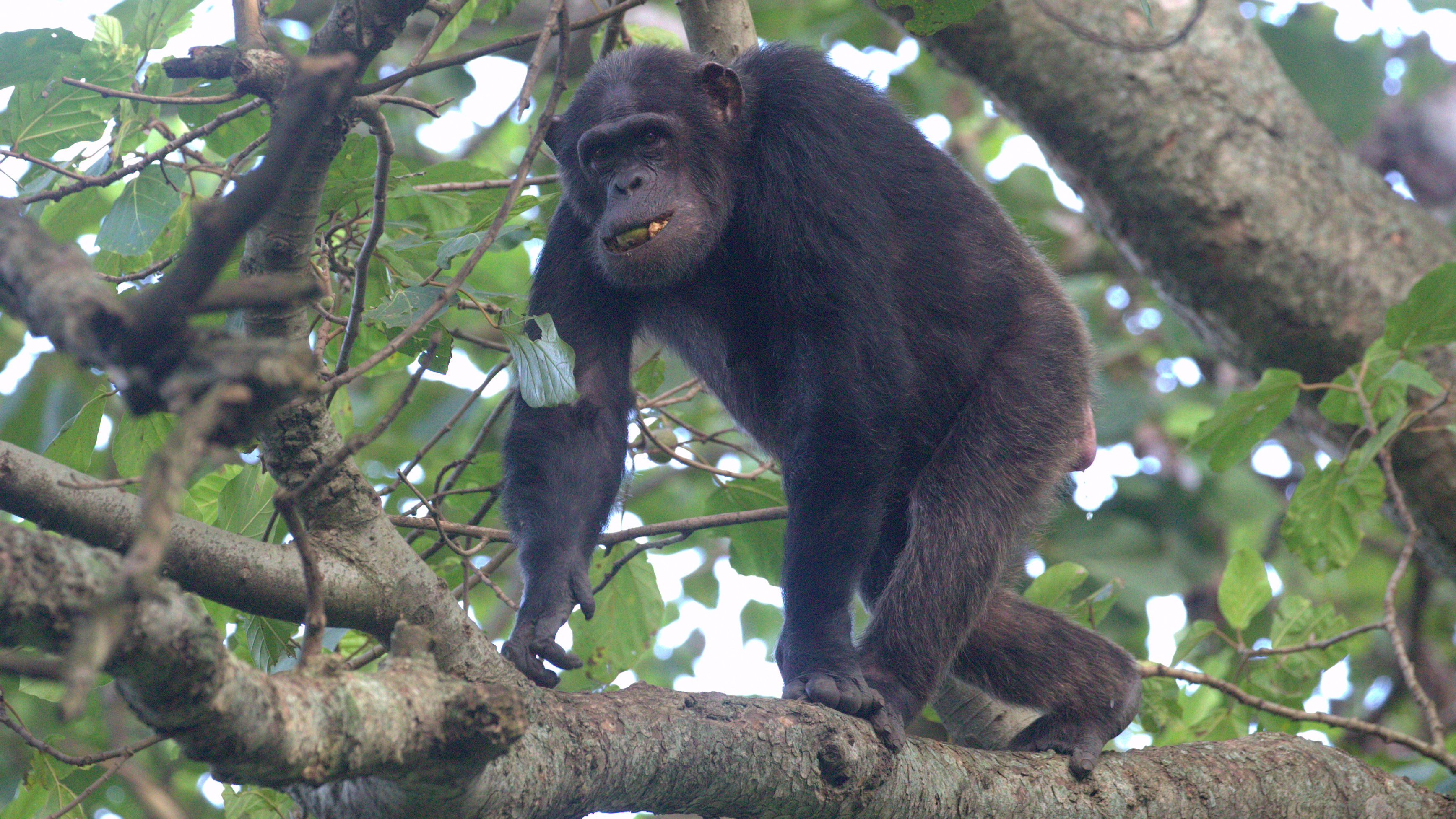 Eastern_Chimpanzee_-_Roelof_Schutte