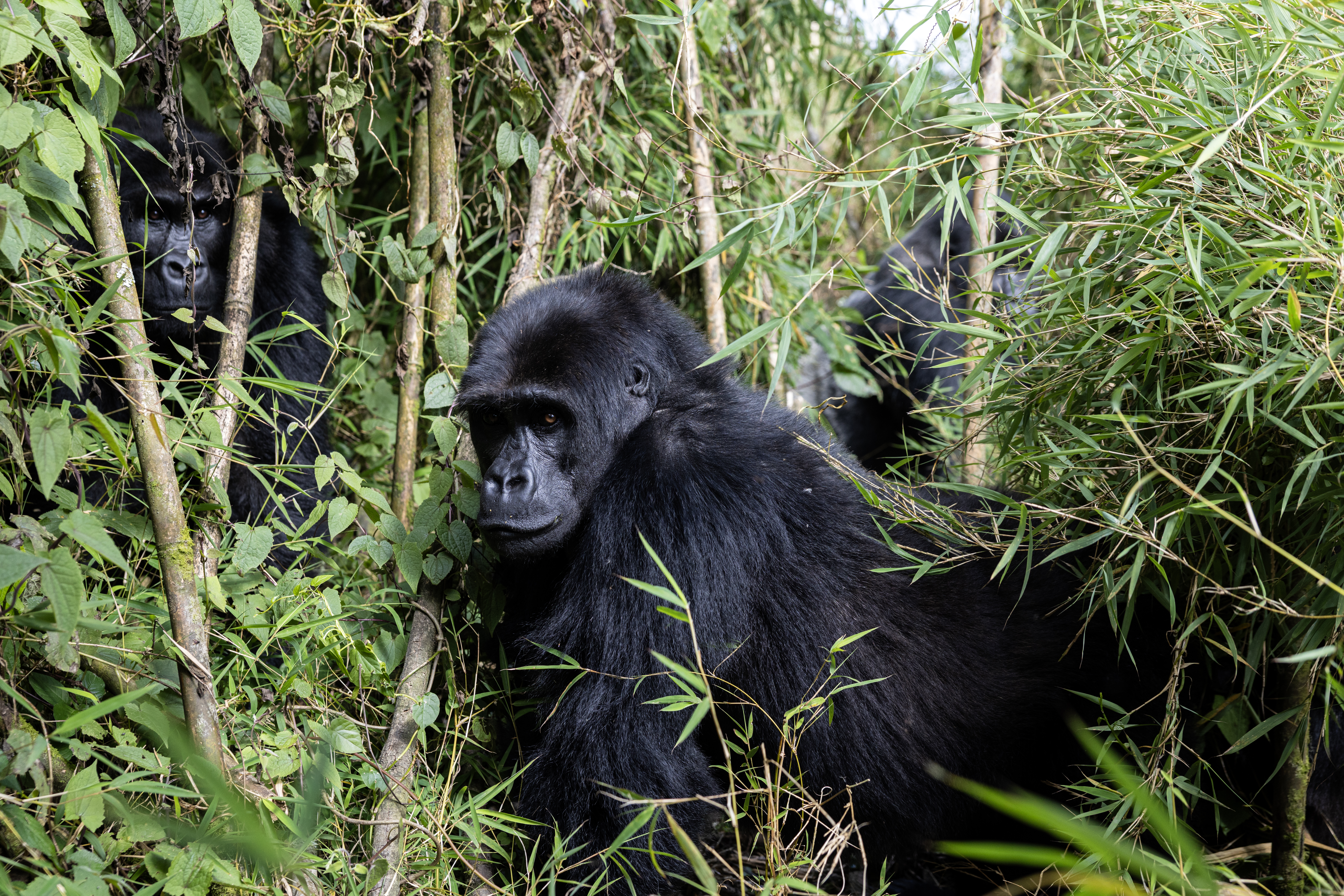 Eastern_Lowland_Gorilla_-_Brent_Stirton