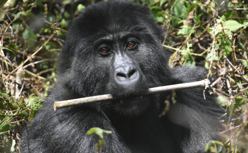 Dr. Cédric on Conserving Critically Endangered Gorillas at Mt. Tshiaberimu