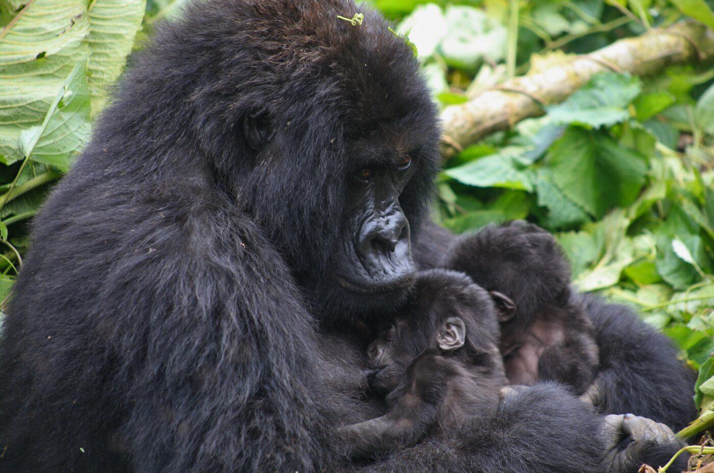 Female gorilla Mafuko tenderly cradling her 1-month-old twin babies.