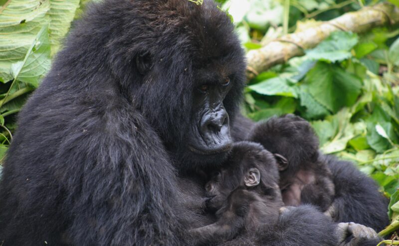 A Hopeful Future for Mountain Gorillas