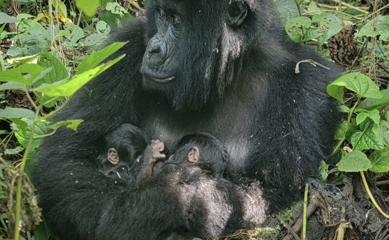 Naissance rare de gorilles de montagne jumeaux dans le Parc National des Virunga