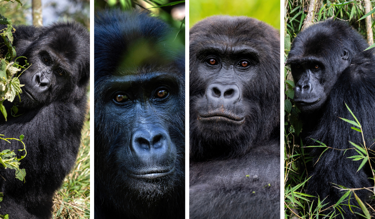 Four Lowland Gorilla Females Reintroduced