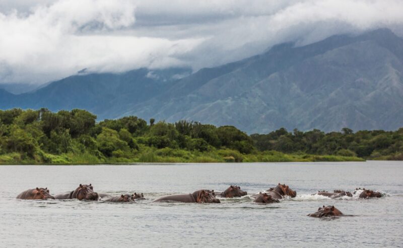 La population d&rsquo;hippopotames montre des signes de reprise dans le Parc National des Virunga