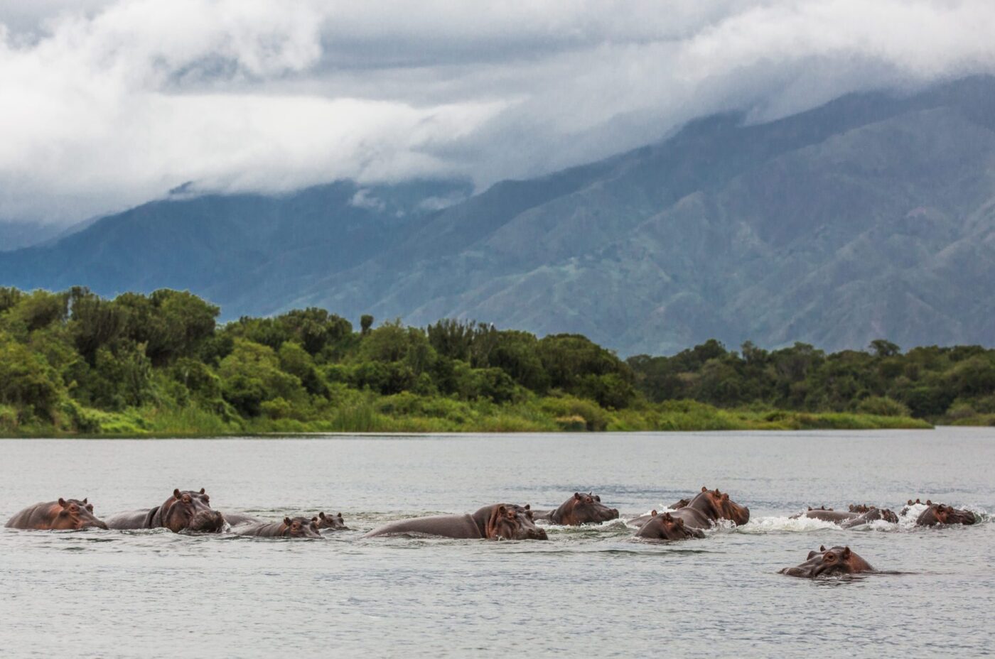 An image of a pod of hippos in the Ishasha River