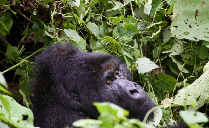 Un nouveau chapitre pour la lignée Kabirizi
