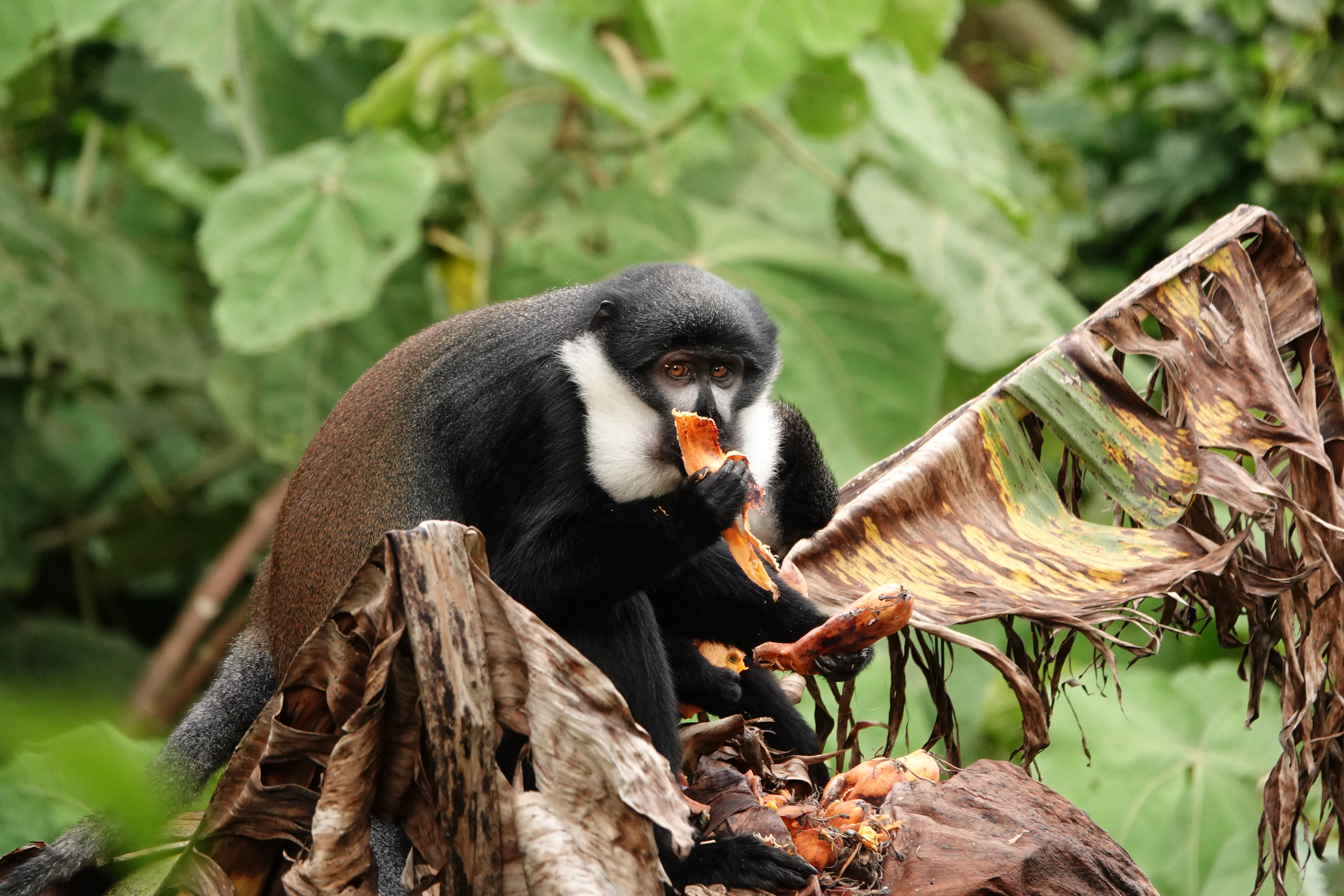 LHoest Monkey