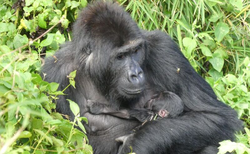 Une gorille réintroduite dans la nature donne naissance pour la première fois