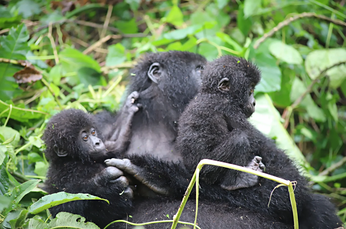 Mafuko-Twins-October-2026.jpg
