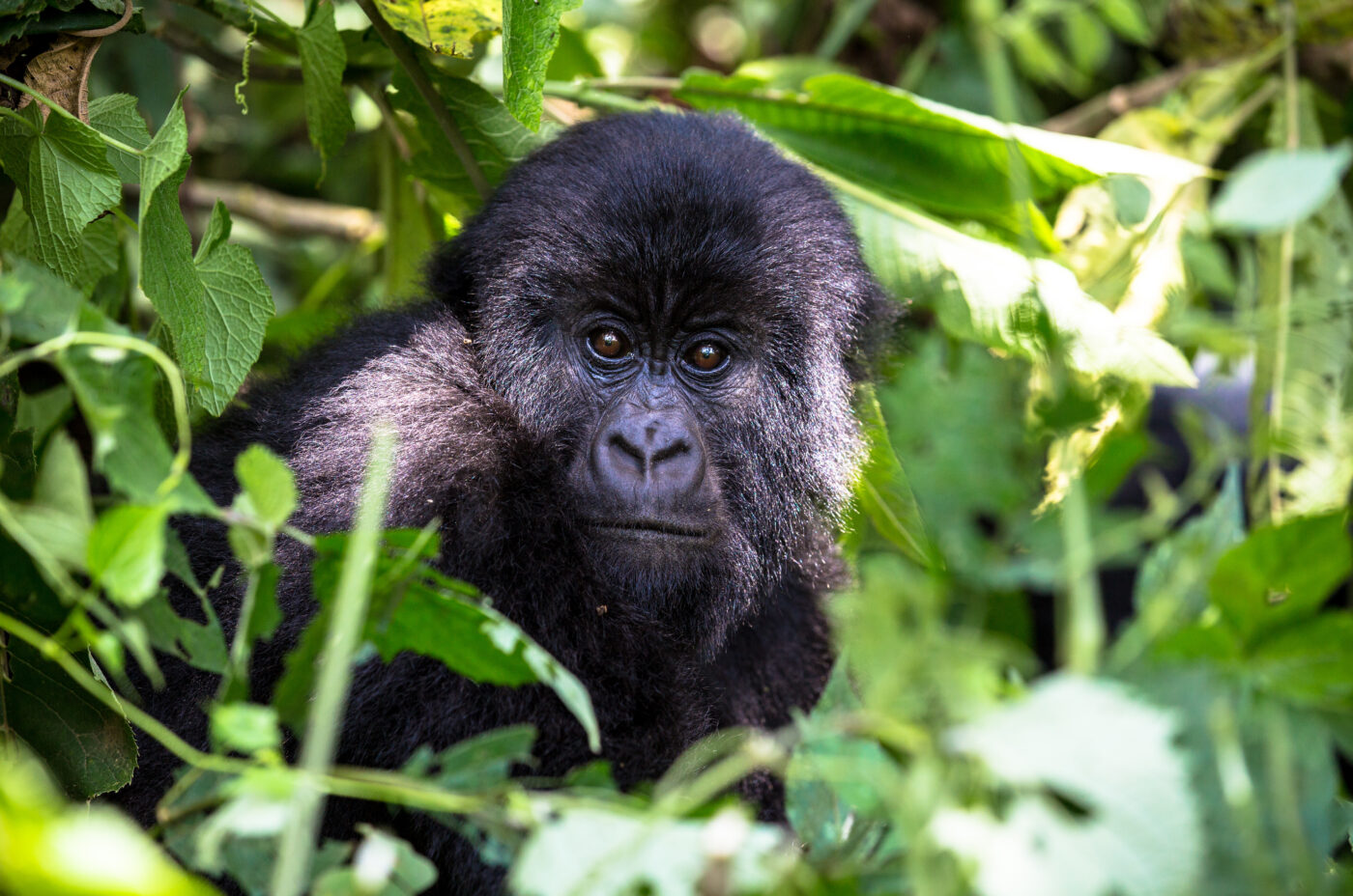 A Mountain Gorilla in the forest - MarkBoyd