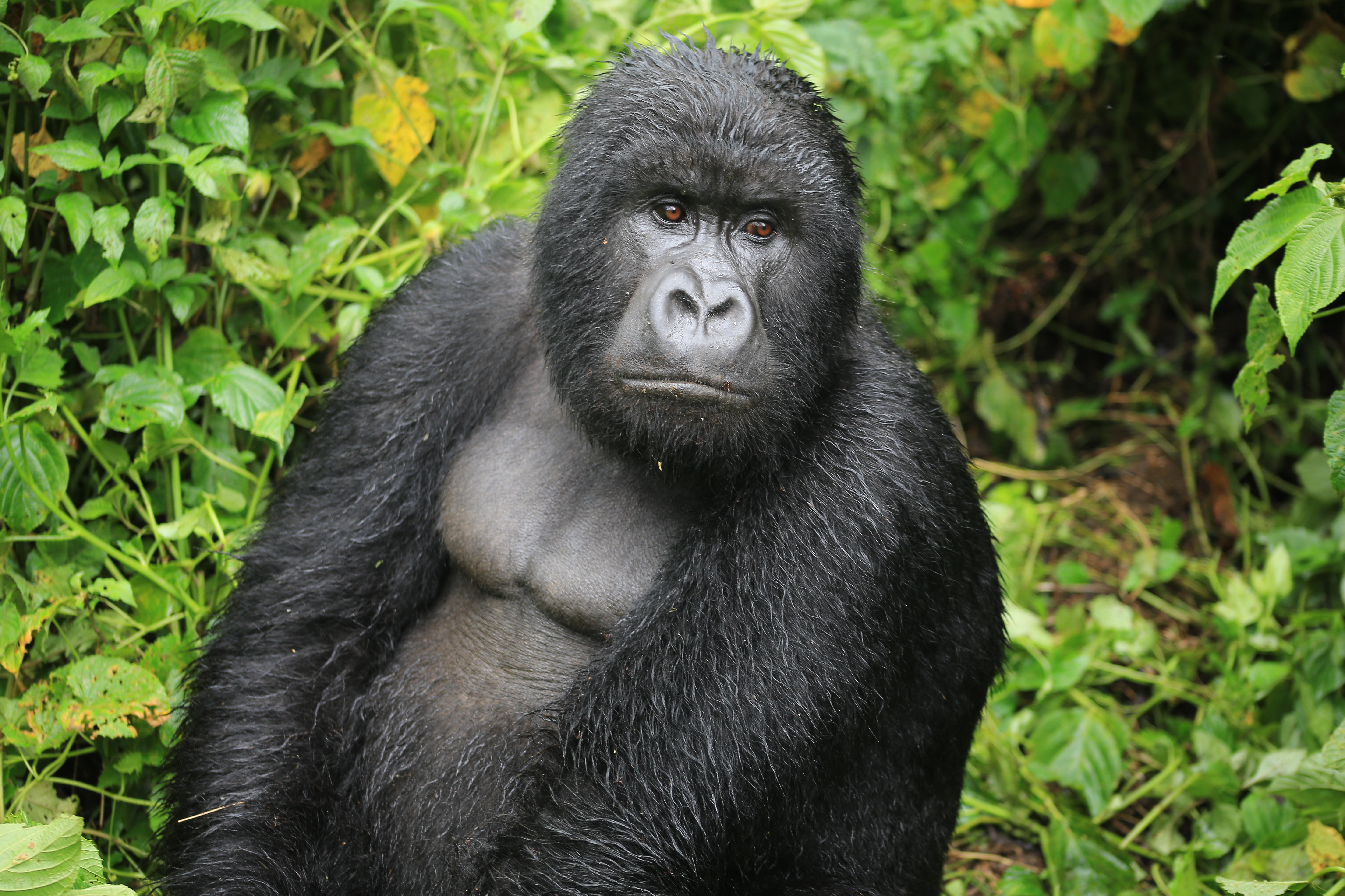 Mountain_Gorilla_-_Virunga_National_Park