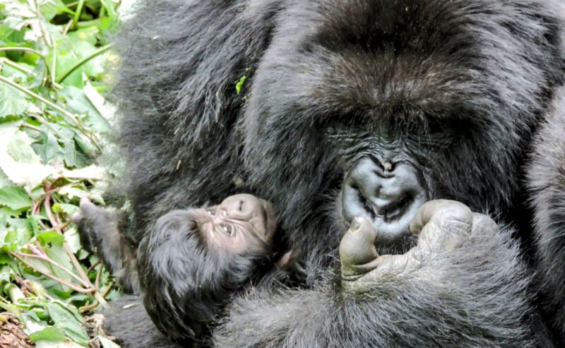 Virunga National Park Initiates Welfare Assessment of Mountain Gorilla Population in Face of Continued Conflict in Eastern Congo