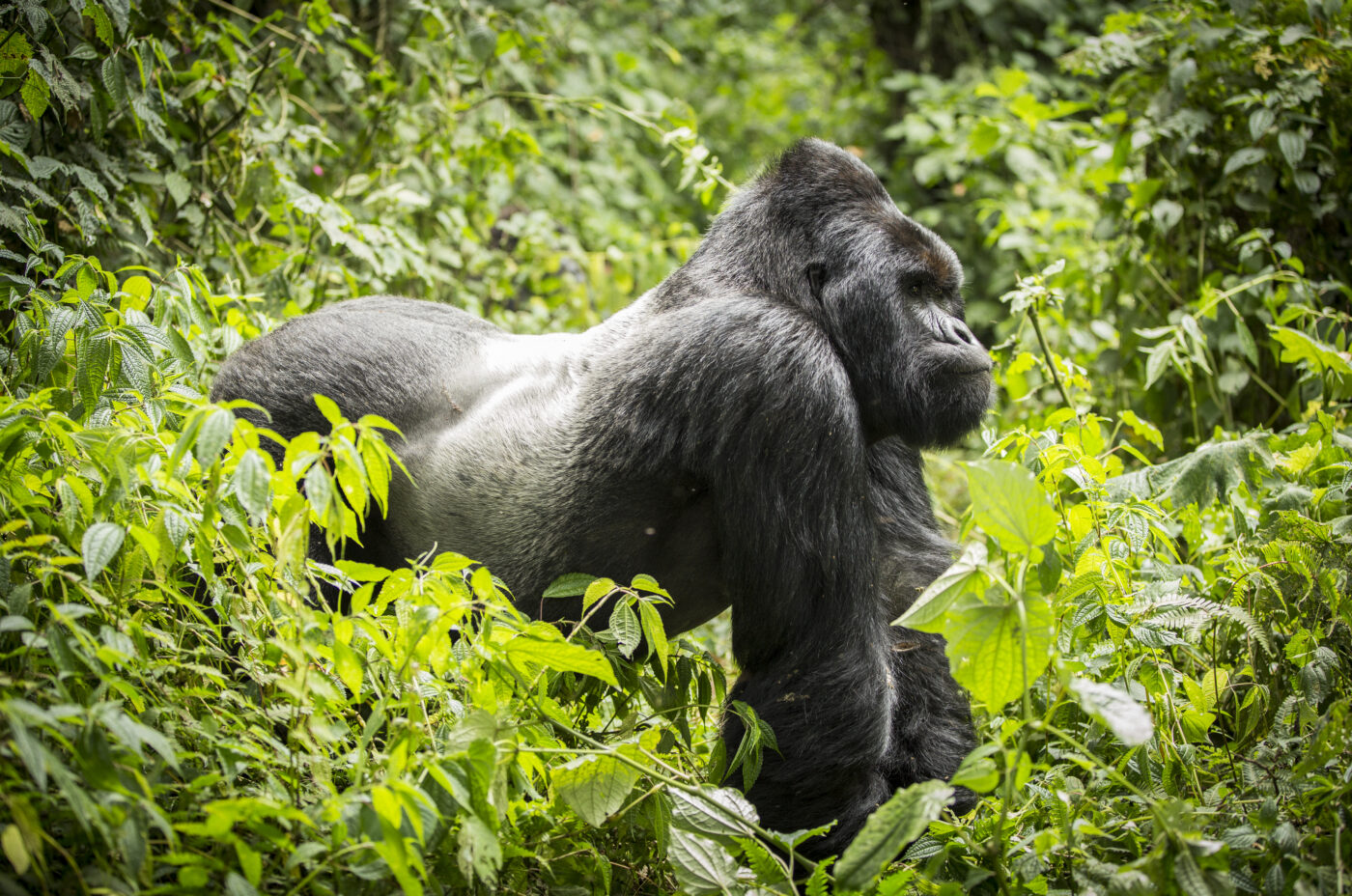 Silverback Joseph King