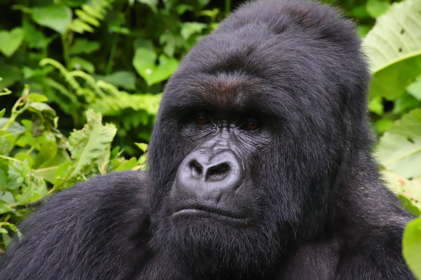 Silverback Renzaho of the Kabirizi Family (1)