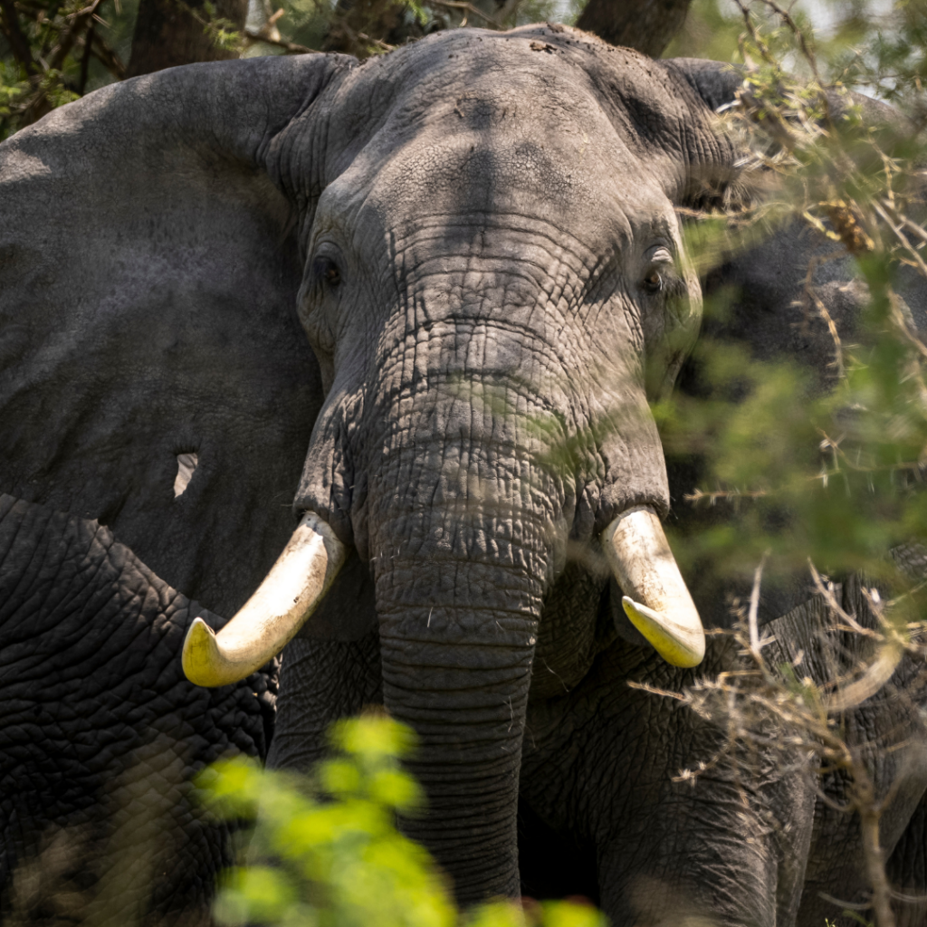 THE African Bush Elephant