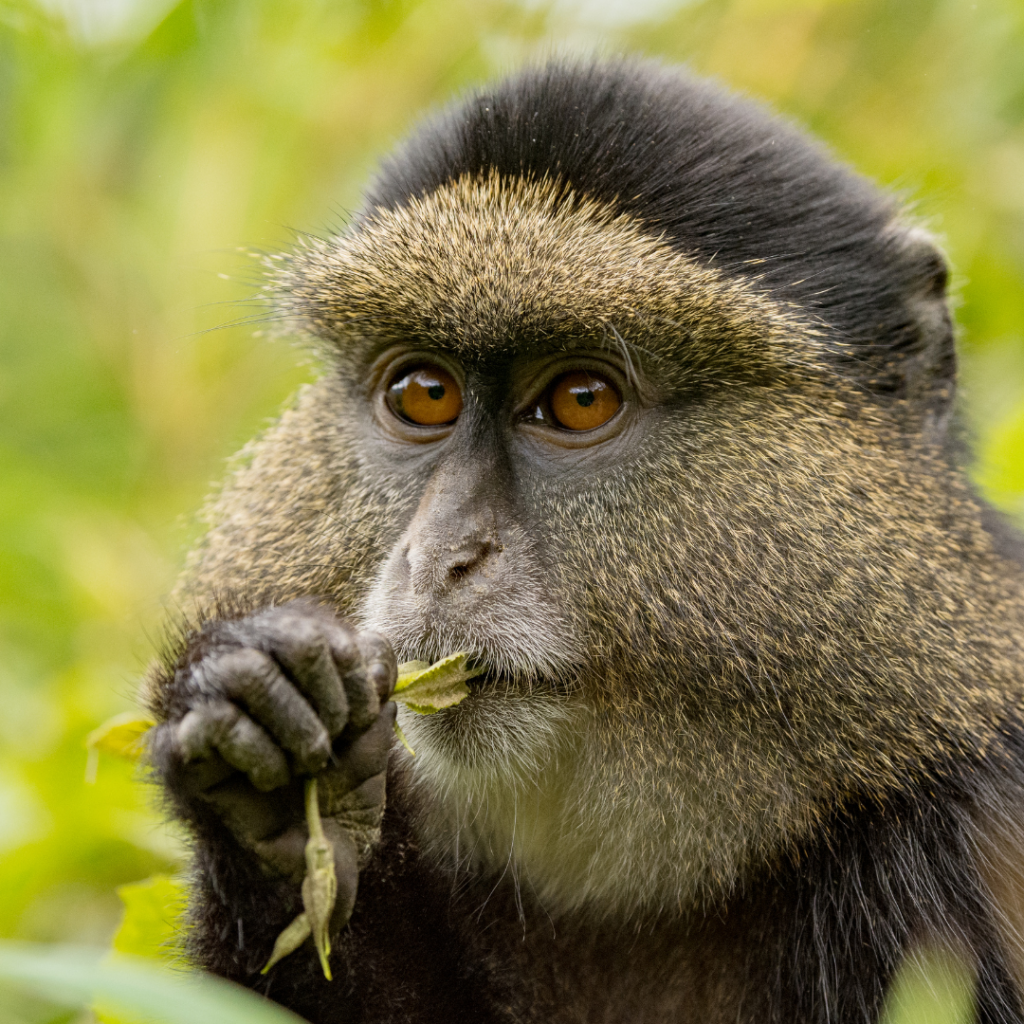 THE GOLDEN MONKEY