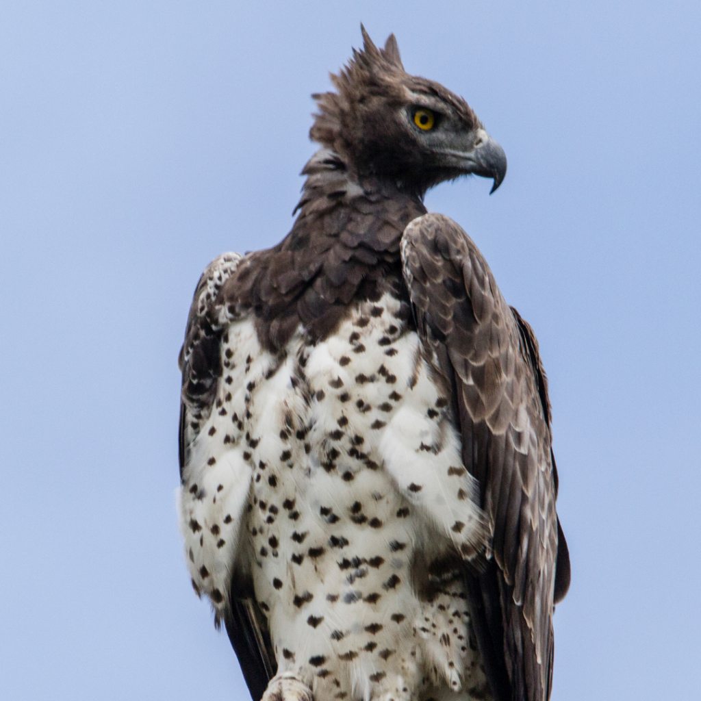 THE MARTIAL EAGLE