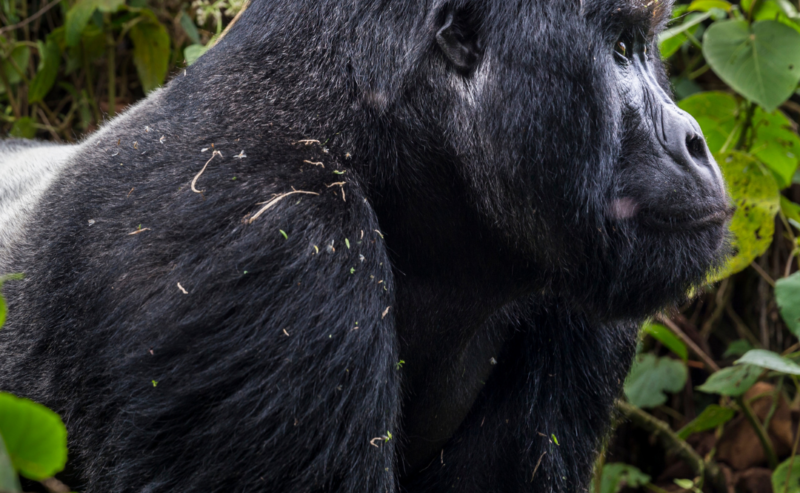 Les espèces menacées de Virunga