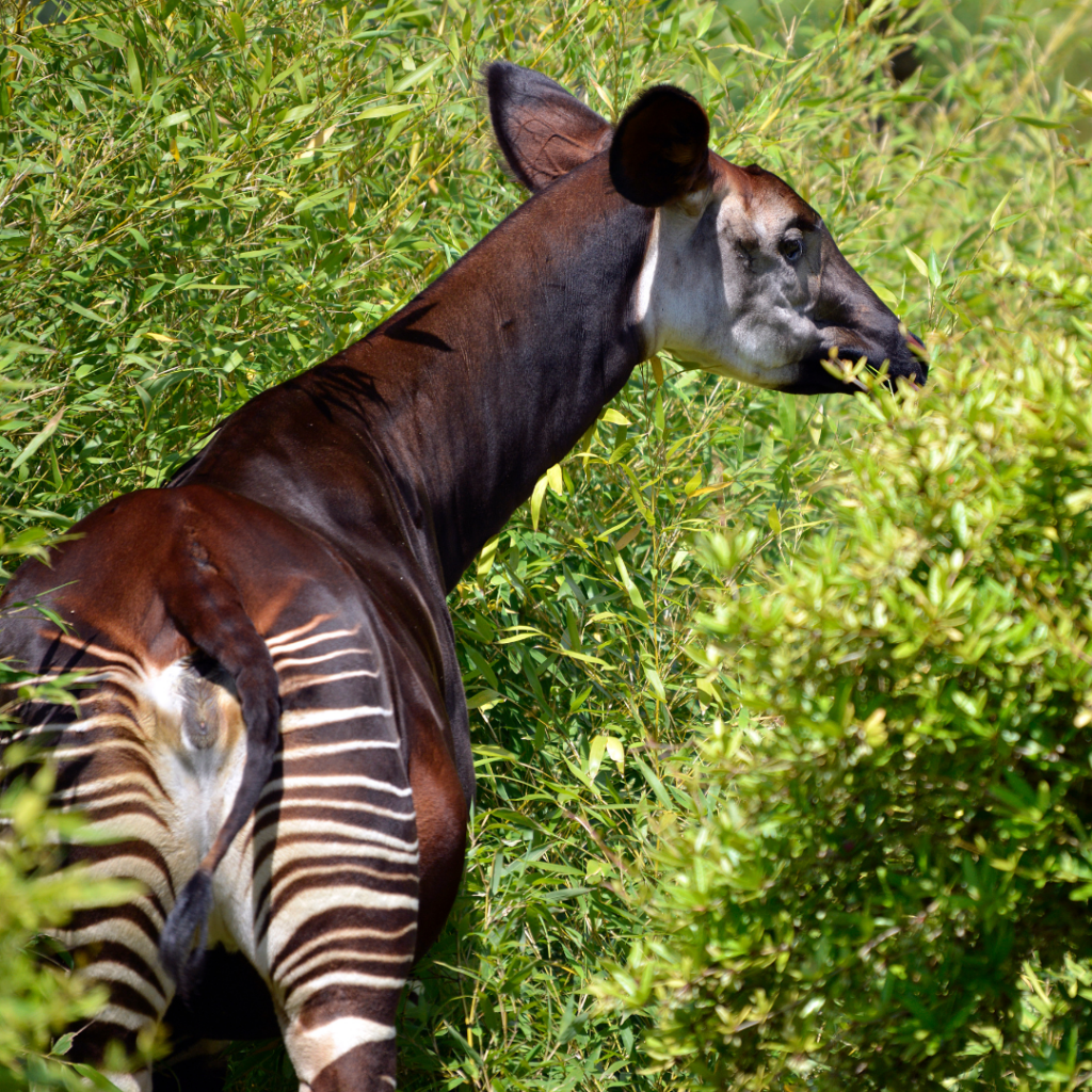 THE OKAPI