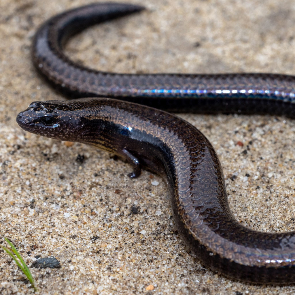 THE Rwanda Five-Toed Skink