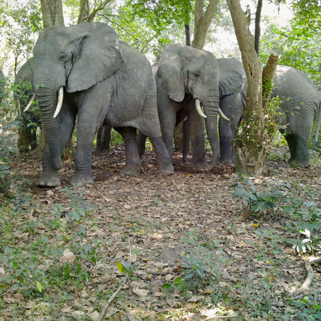 The African Forest Elephant