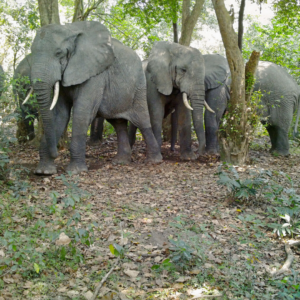 L'Éléphant de forêt d'Afrique