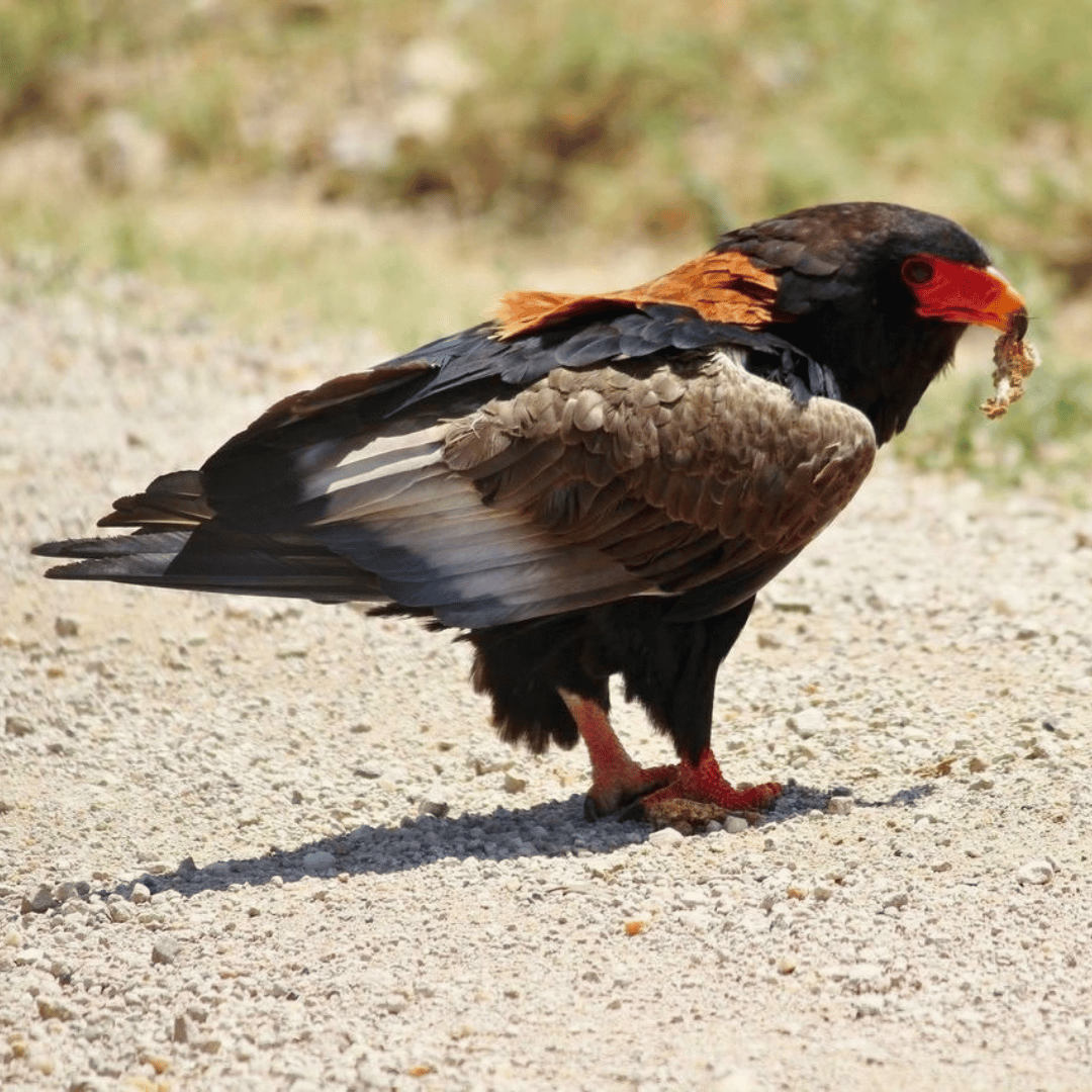 The Bateleur Eagle